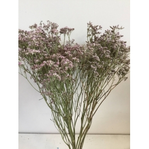 Limonium roze 10 pcs